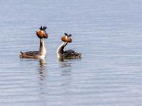 Haubentaucher Pärchen beim Balztanz